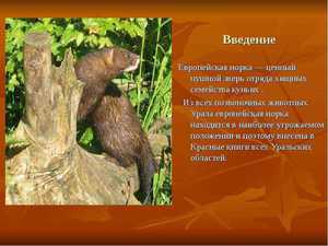Животные Красной книги Урала: редкие виды региона
