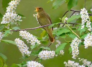 Как поет соловей