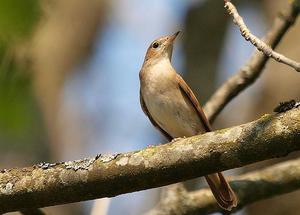 Соловей в неволе