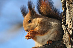 Сколько живут белки в дикой природе и в домашних условиях