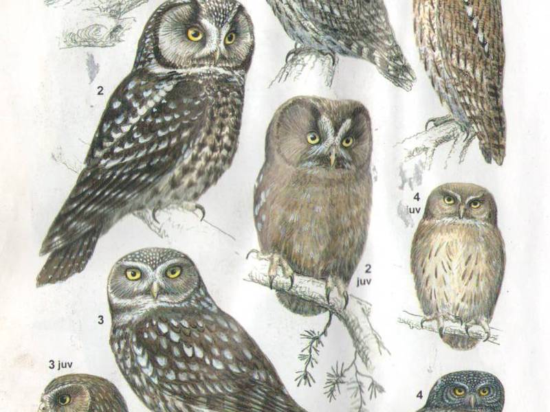 Среда обитания сов Сова ушастая обыкновенная