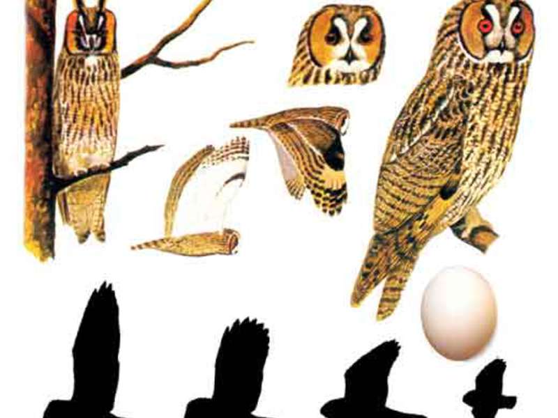 Как выглядит сова Особенности сов