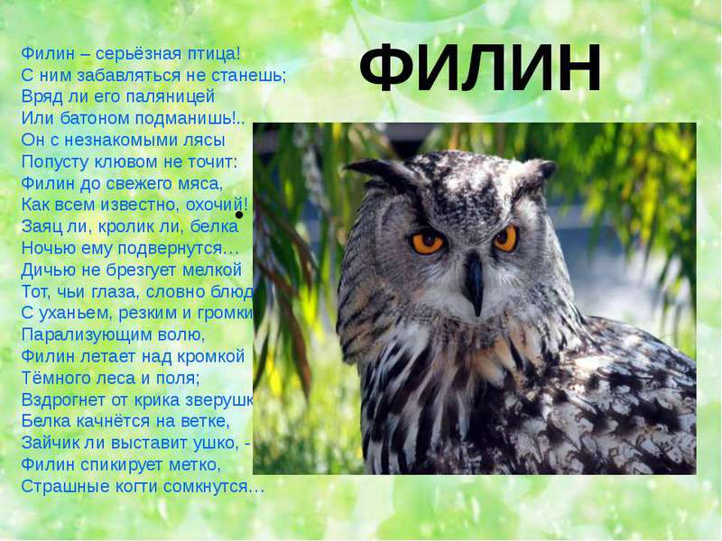 Глаза сов Чем питается сова