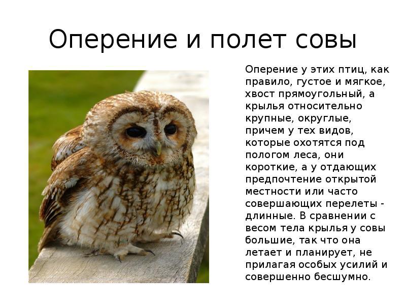 Отряд совинных Внешний вид совы