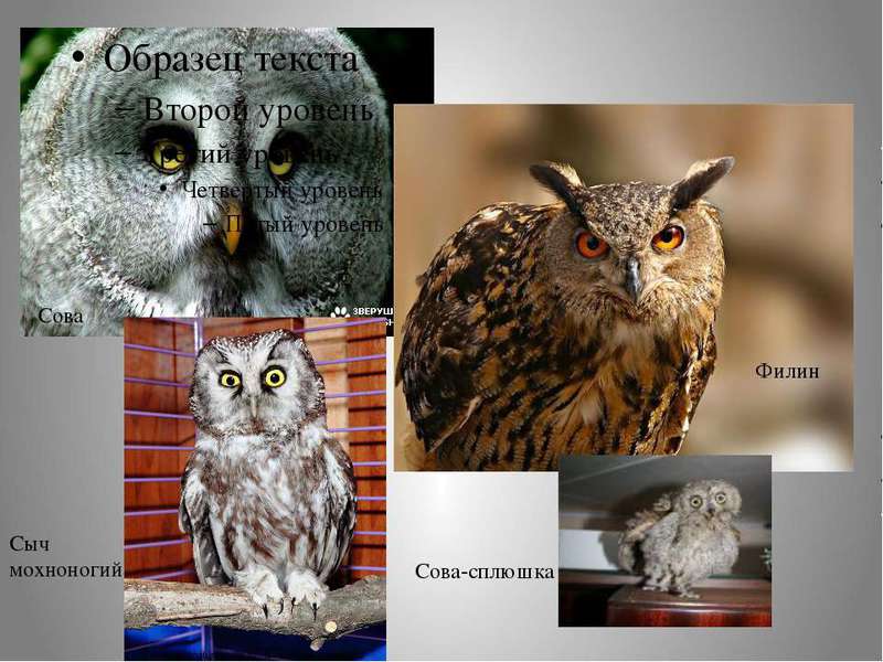 Чем питаются совы Какие есть совы
