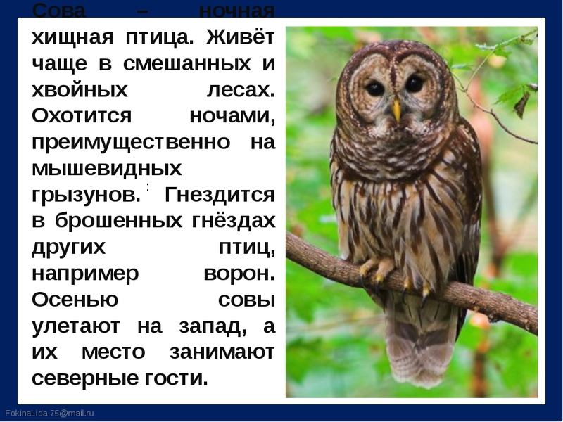 Где обитают совы Среда обитания сов