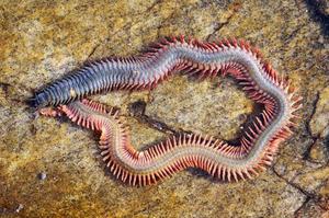 Нереис-описание