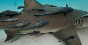 Рыбы прилипалы и акула