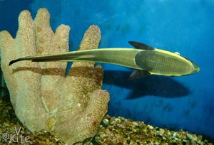 Симбиоз рыбы-прилипала и морских млекопитающих: как это работает?