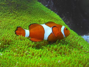 Рыба клоун в океане