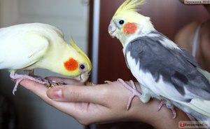 Как питается корелла