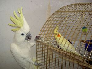 Сколько лет живут попугаи корелла в домашних условиях