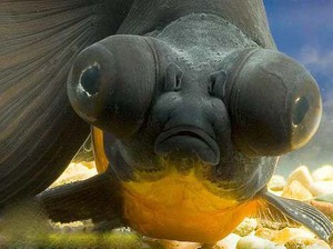 Телескоп: уход и содержание аквариумной рыбки