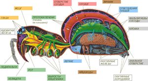Трахеи и легкие паука-схема
