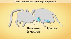 Дыхание паука-описание