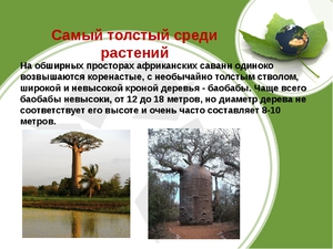 Деревья и растения саванны