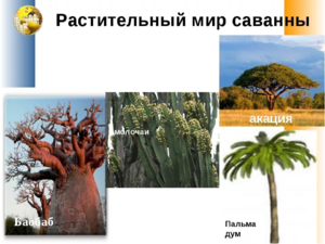 Виды трав саванны