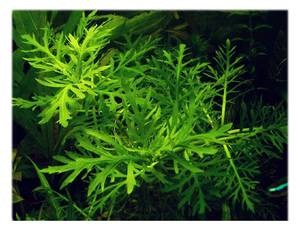 Растение Гигрофила