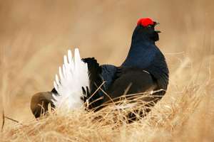 Тетерев: среда обитания и рацион птицы