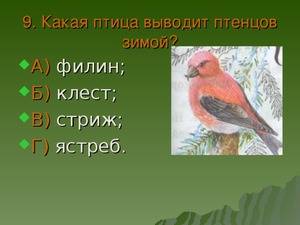 Пернатые, которые выводят птенцов зимой
