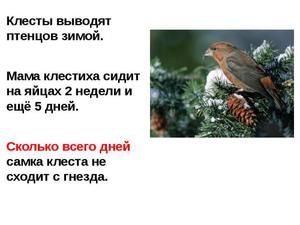 Птицы, которые выводят птенцов зимой