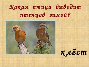 Какие птицы выводят птенцов зимой и почему это возможно