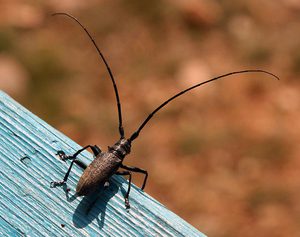 Жук-усач. Характеристика и образ жизни насекомого с длинными усами        