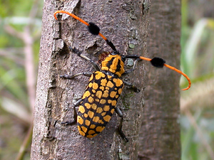 Чем питаются усачи