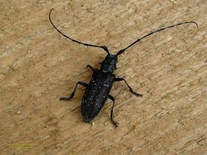 Где обитают жуки усачи