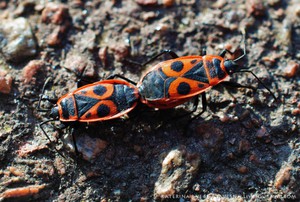 Какой вред от клопов солдатиков
