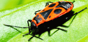 Чем питается красный бескрылый жук-солдатик и как он живёт