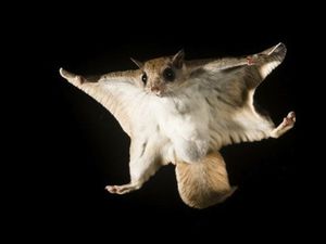 Животный мир 