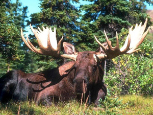 Вес лося сохатого по регионам: от чего зависит и сколько килограммов?