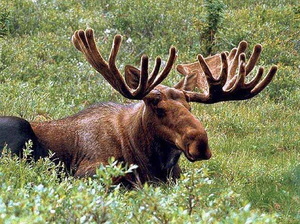 Лось лежит на траве