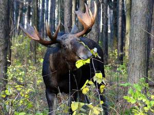 Лось ест листья
