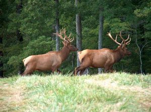 Два сохатых лося