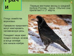 Первые весенние птицы: кто прилетает раньше всех