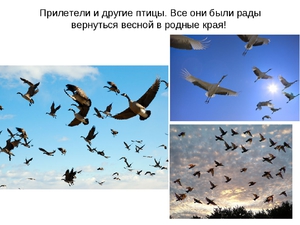 Перелетные птицы