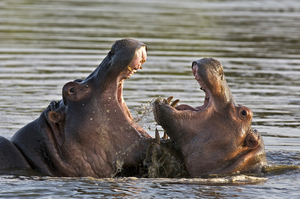 Два бегемота делят территорию