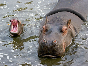 Бегемот и детеныш