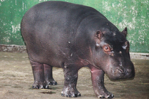 Гиппопотам - строение тела