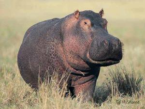 Вес и образ жизни бегемота: интересные факты