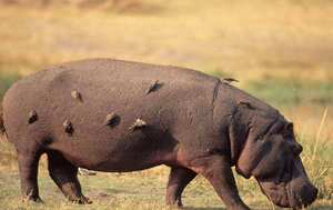 Вес бегемотов