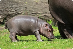 Новорожденный бегемотик