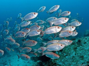 Морские рыбы: виды, описание и особенности обитания