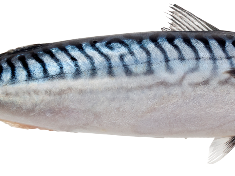 Рыба скумбрия Скумбрия