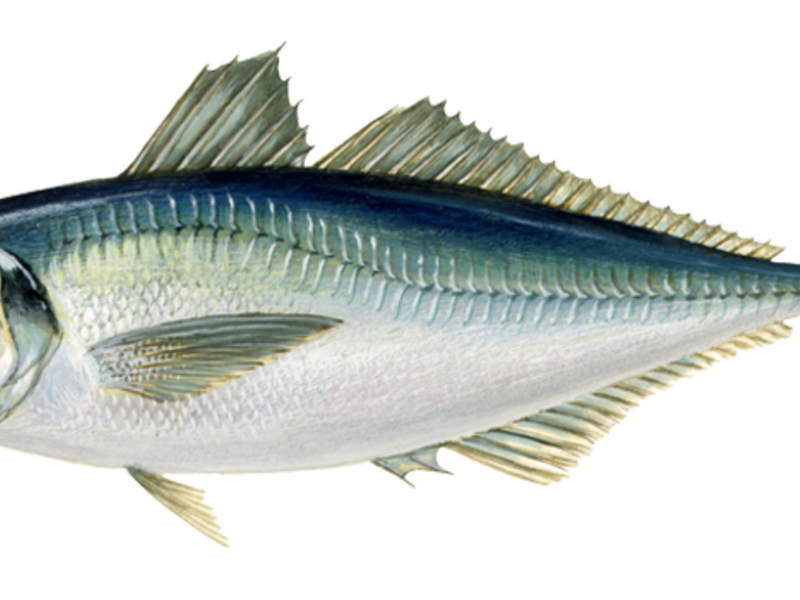 Ставрида черноморская: описание и способы ловли Ставрида черноморская