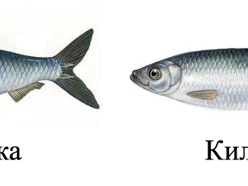 Тюлька и килька - в чем разница Тюлька и килька