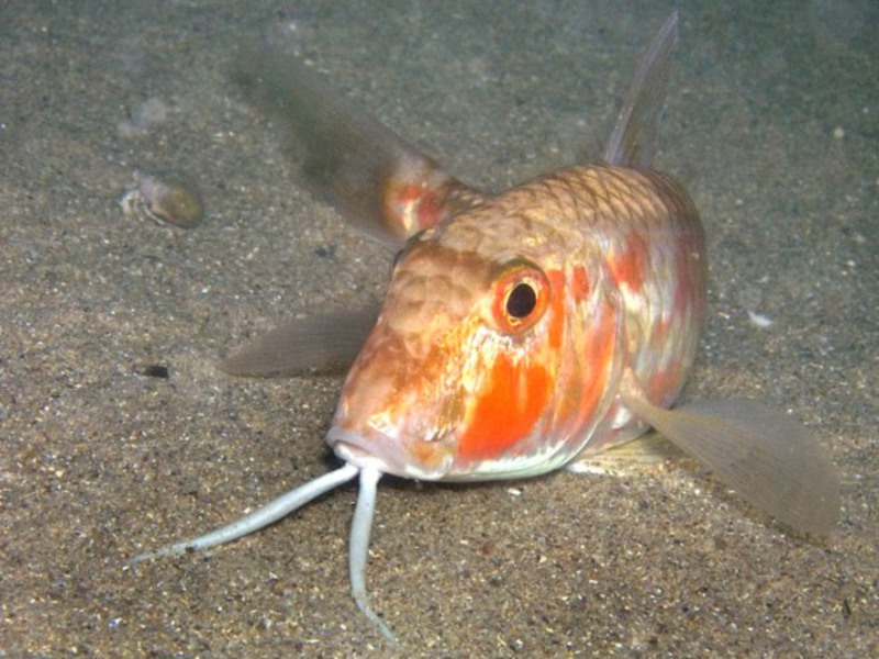 Внешность у барабульки очень приметная. Красная барабулька