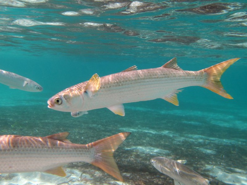 Кефаль обитает в Черном море Три кефали